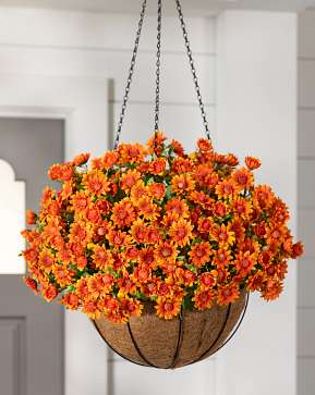 Outdoor Orange Sunset Mums Hanging Basket Outdoor Orange Sunset Mums Hanging Basket