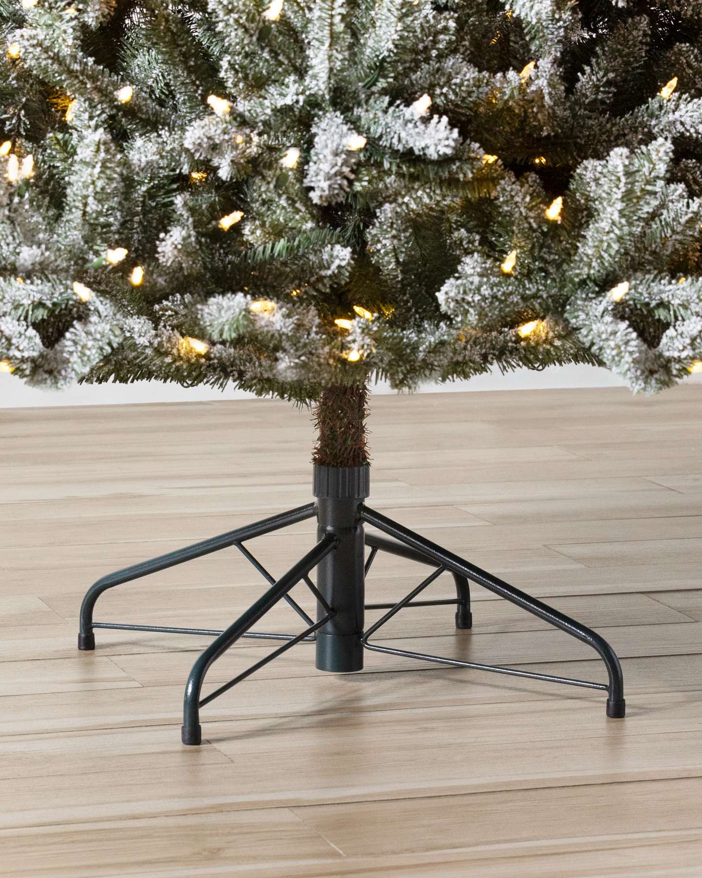 Frosted Classic Blue Spruce