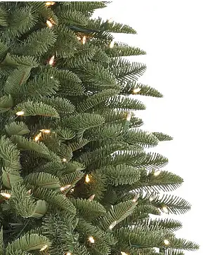 Sapin Nobilis Sapin Nobilis