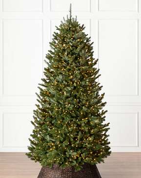 BH Fraser Fir Narrow BH Fraser Fir Narrow