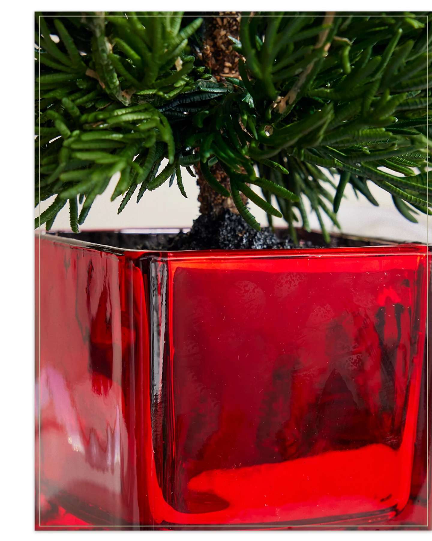 Evergreen Tabletop Tree Set