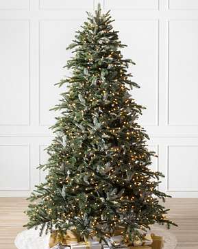 2020 Nordmann Fir 2020 Nordmann Fir