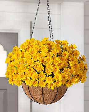 Outdoor Gold Sunset Mums Hanging Basket Outdoor Gold Sunset Mums Hanging Basket