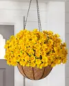 Gold Outdoor Sunset Mums Hanging Basket by Balsam Hill