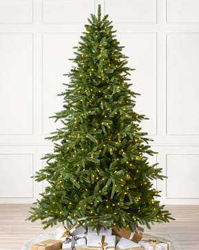 Saratoga Spruce Saratoga Spruce