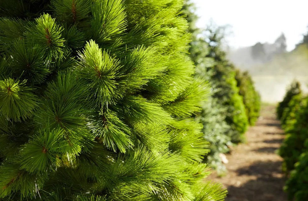 Wreaths