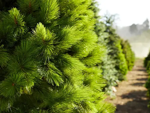 Wreaths