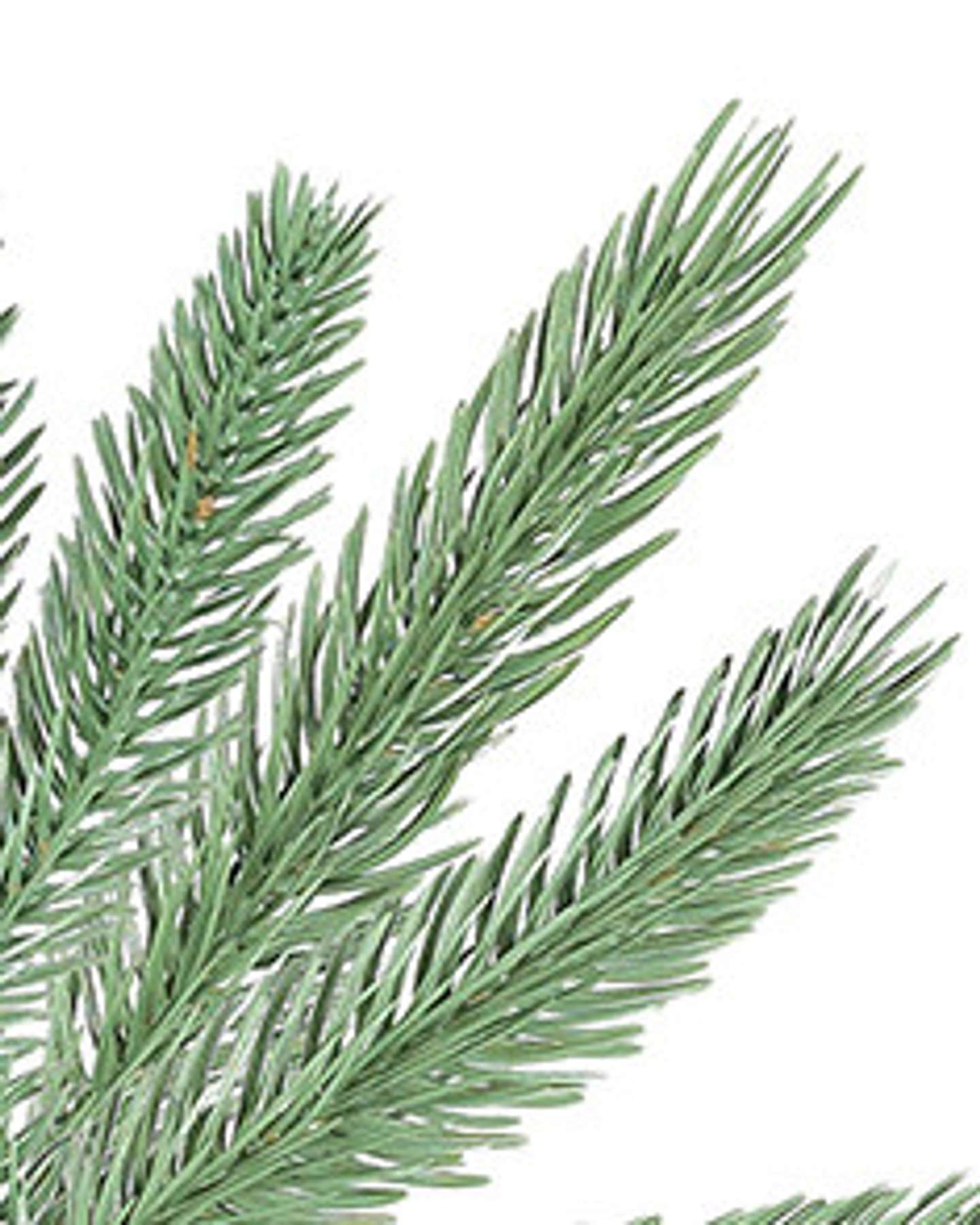 Balsam Hill Rutherford Fir Artificial Christmas Tree Detailed View
