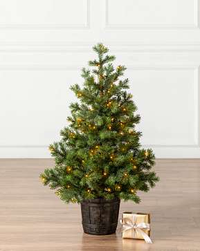 Baby Yukon Spruce® Potted Tree Baby Yukon Spruce® Potted Tree