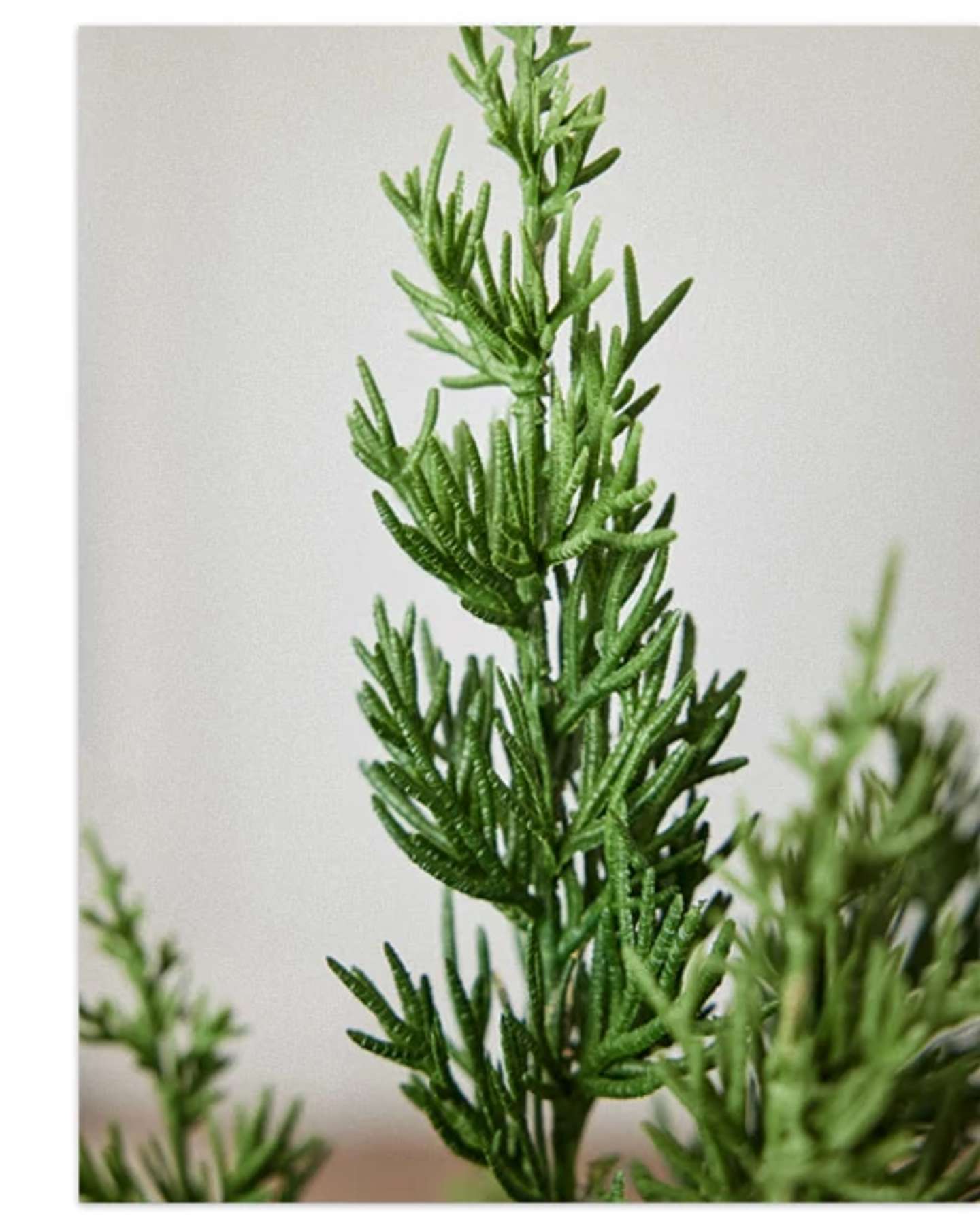 Balsam Hill Evergreen Tabletop Artificial Christmas Tree Product Display