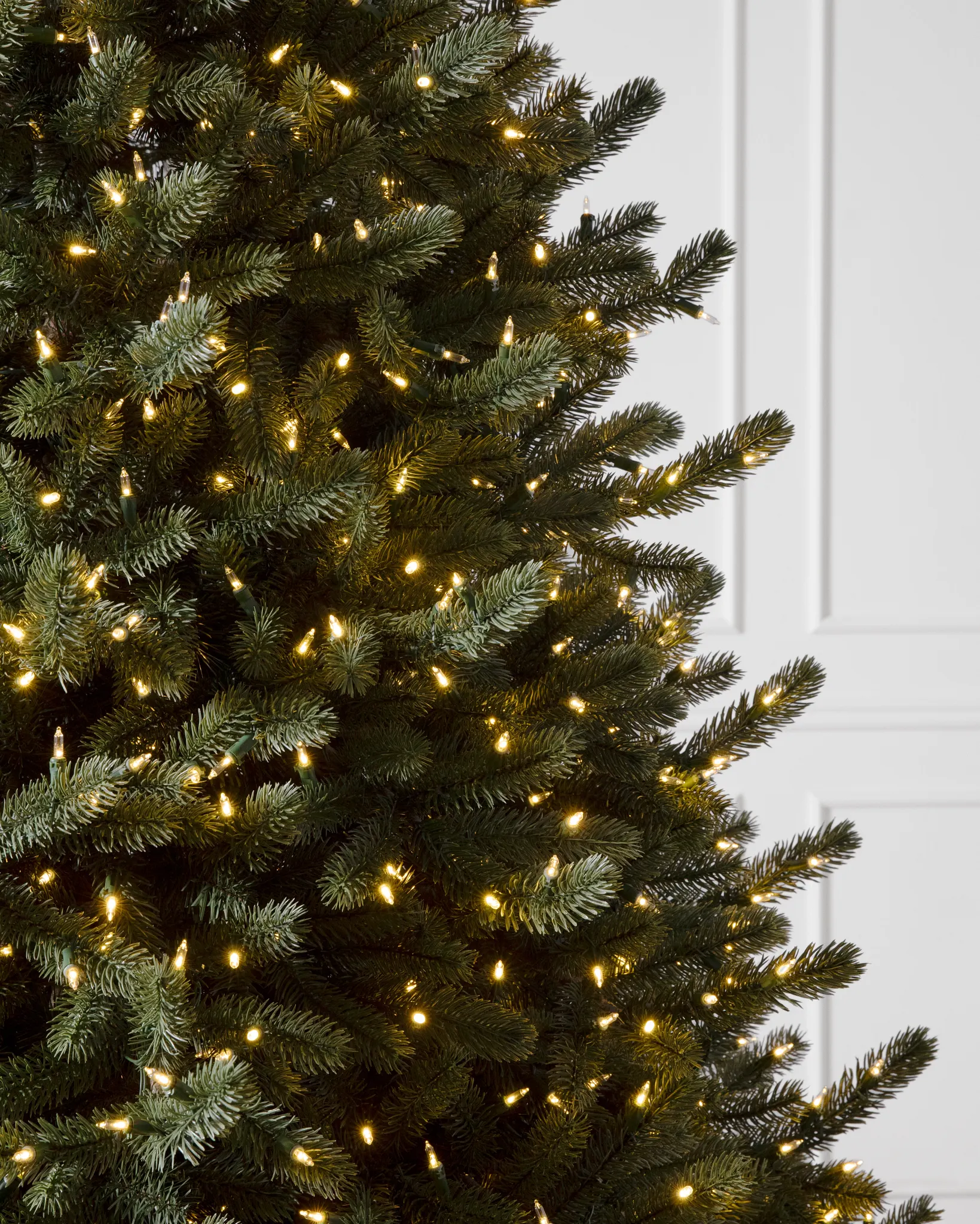 Vermont White Spruce