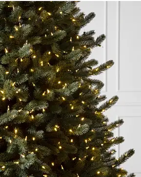 Vermont White Spruce Vermont White Spruce