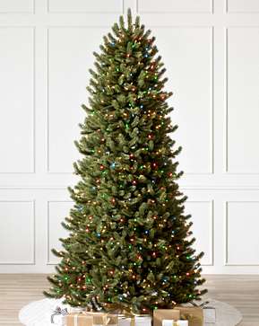 Vermont White Spruce Narrow Vermont White Spruce Narrow