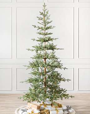 Alpine Balsam Fir Alpine Balsam Fir