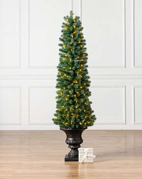 Sonoma Slim® Potted Pencil Tree Sonoma Slim® Potted Pencil Tree