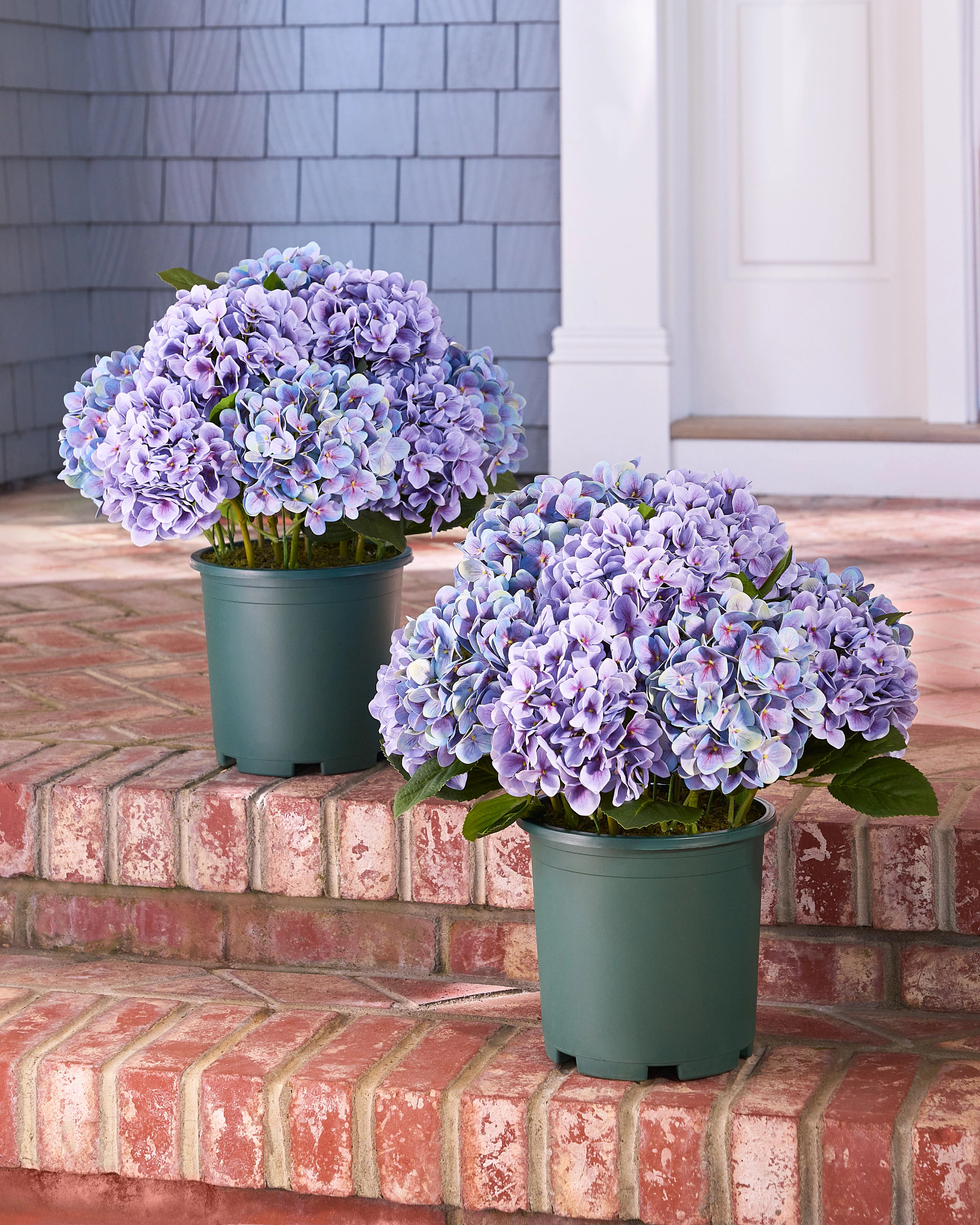Outdoor Purple Hydrangea Harmony Pot Filler