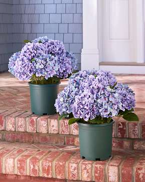 Outdoor Purple Hydrangea Harmony Pot Filler Outdoor Purple Hydrangea Harmony Pot Filler