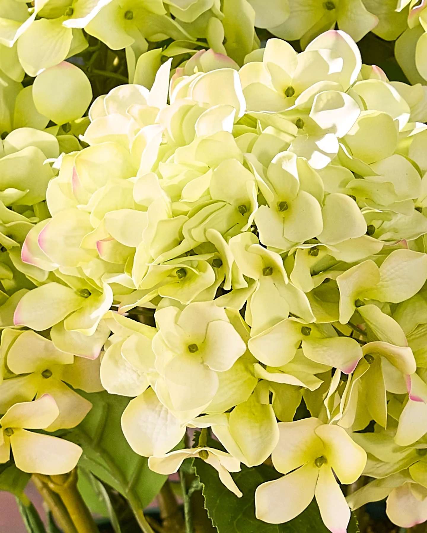 Balsam Hill Outdoor Pot Filler Ivory Green Artificial Spring Foliage Closeup