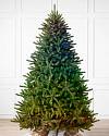 Classic Blue Spruce by Balsam Hill Twinkly Light Show SSC