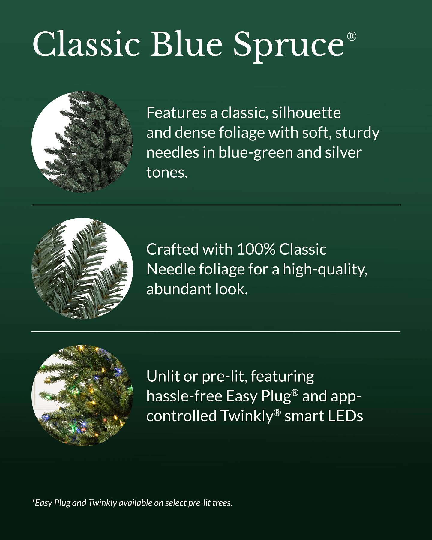 Classic Blue Spruce