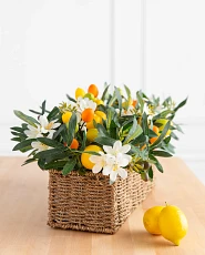 Artificial flower arrangement with kumquats, lemons, orange blossoms, and olives