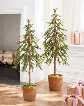Rustic Evergreen Pine Trees Rustic Evergreen Pine Trees