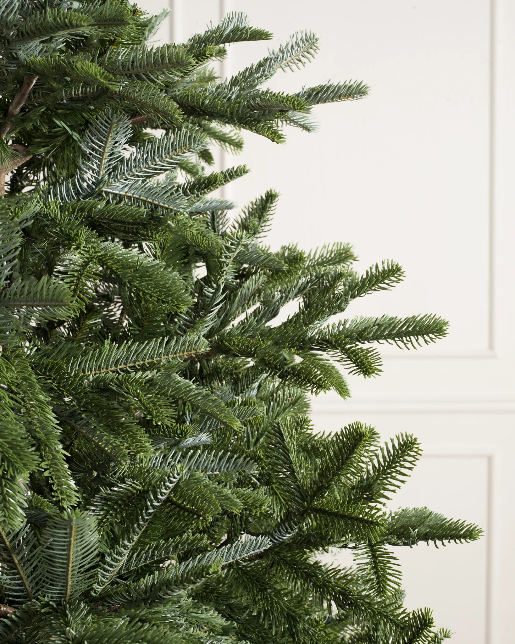 Sapin de Nordmann