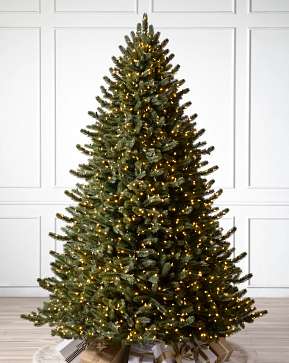 Vermont White Spruce Vermont White Spruce