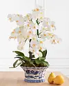 White Phalaenopsis Orchids by Balsam Hill SSC