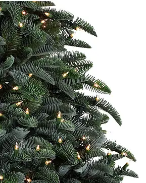 BH Noble Fir Narrow BH Noble Fir Narrow