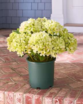 Outdoor Green Hydrangea Harmony Pot Filler Outdoor Green Hydrangea Harmony Pot Filler