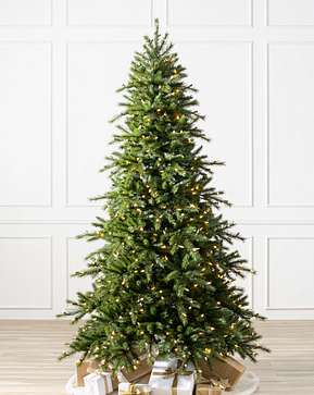 Norwegian Grand Fir Norwegian Grand Fir