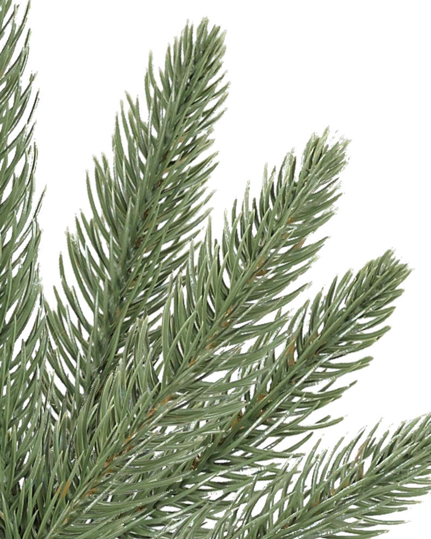 Balsam Hill Highland Estate Potted Spruce Artificial Christmas Tree Foliage Detail