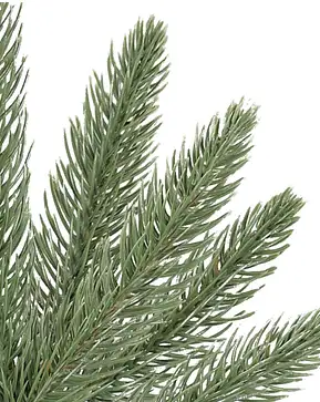 Highland Estate Spruce Potted Tree Highland Estate Spruce Potted Tree