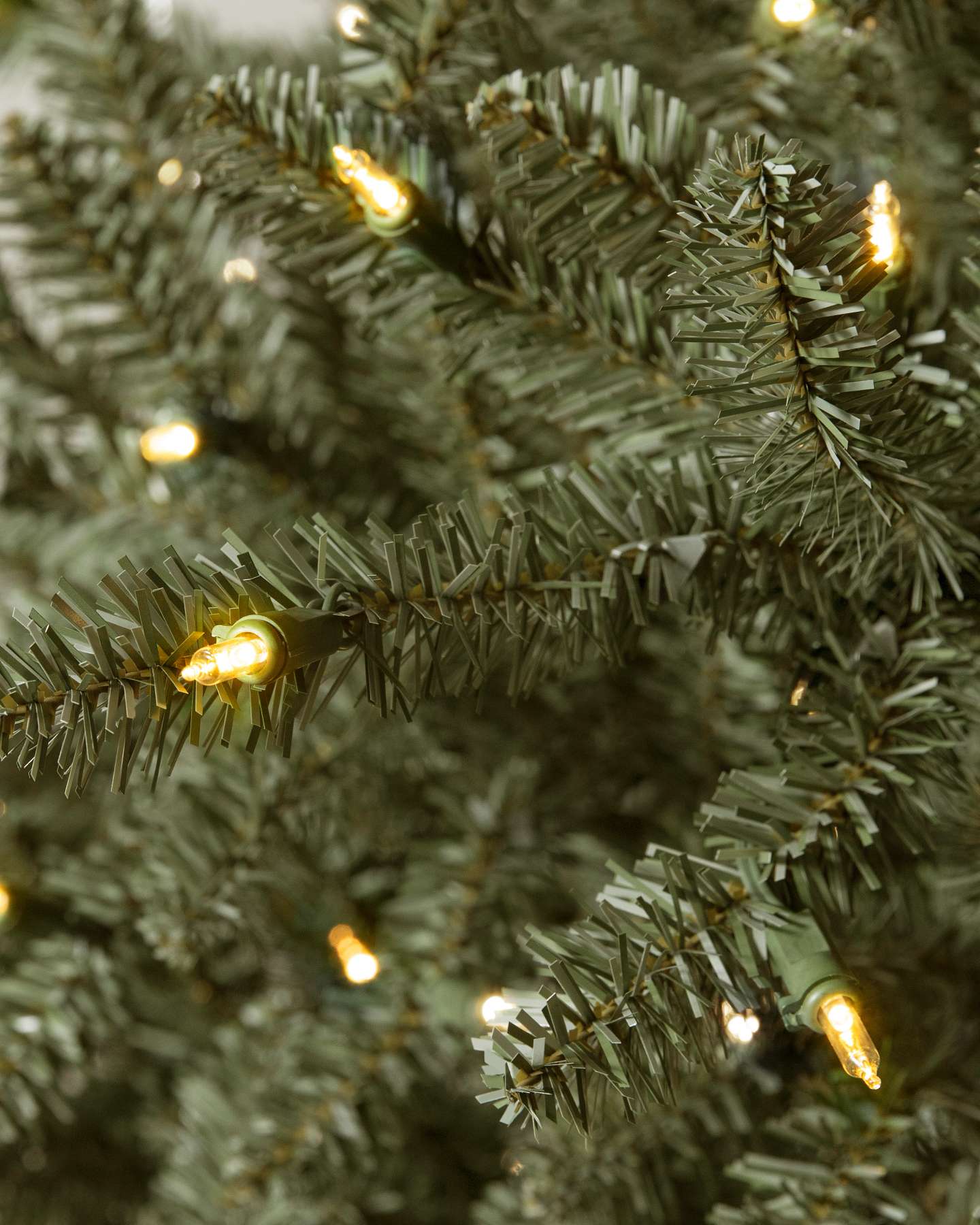 Canadian Blue Green Spruce