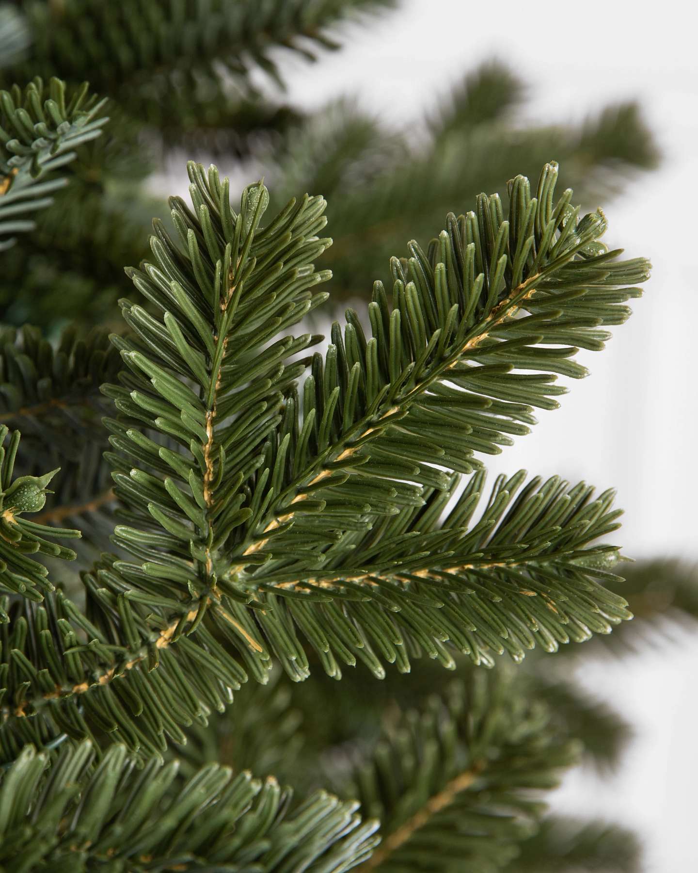 BH Fraser Fir by Balsam Hill Detail