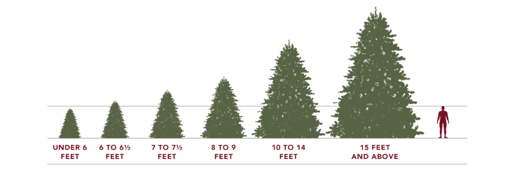 Infographic showing different heights of Christmas trees