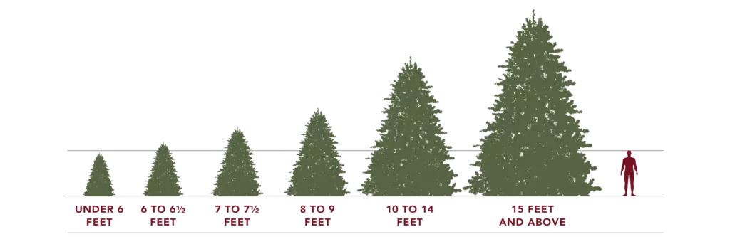 Balsam Hill infographic showing tree height guide with key measurements and visual scale to help choose the right sized Christmas tree.