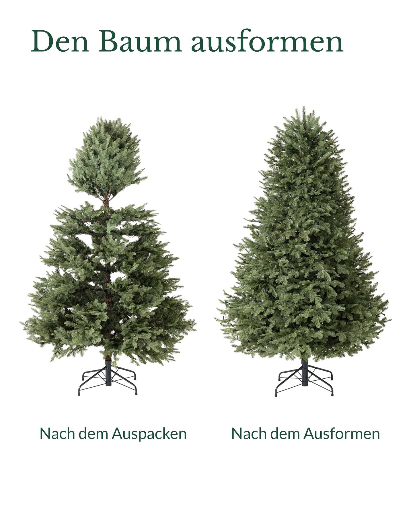 Balsam-Tanne