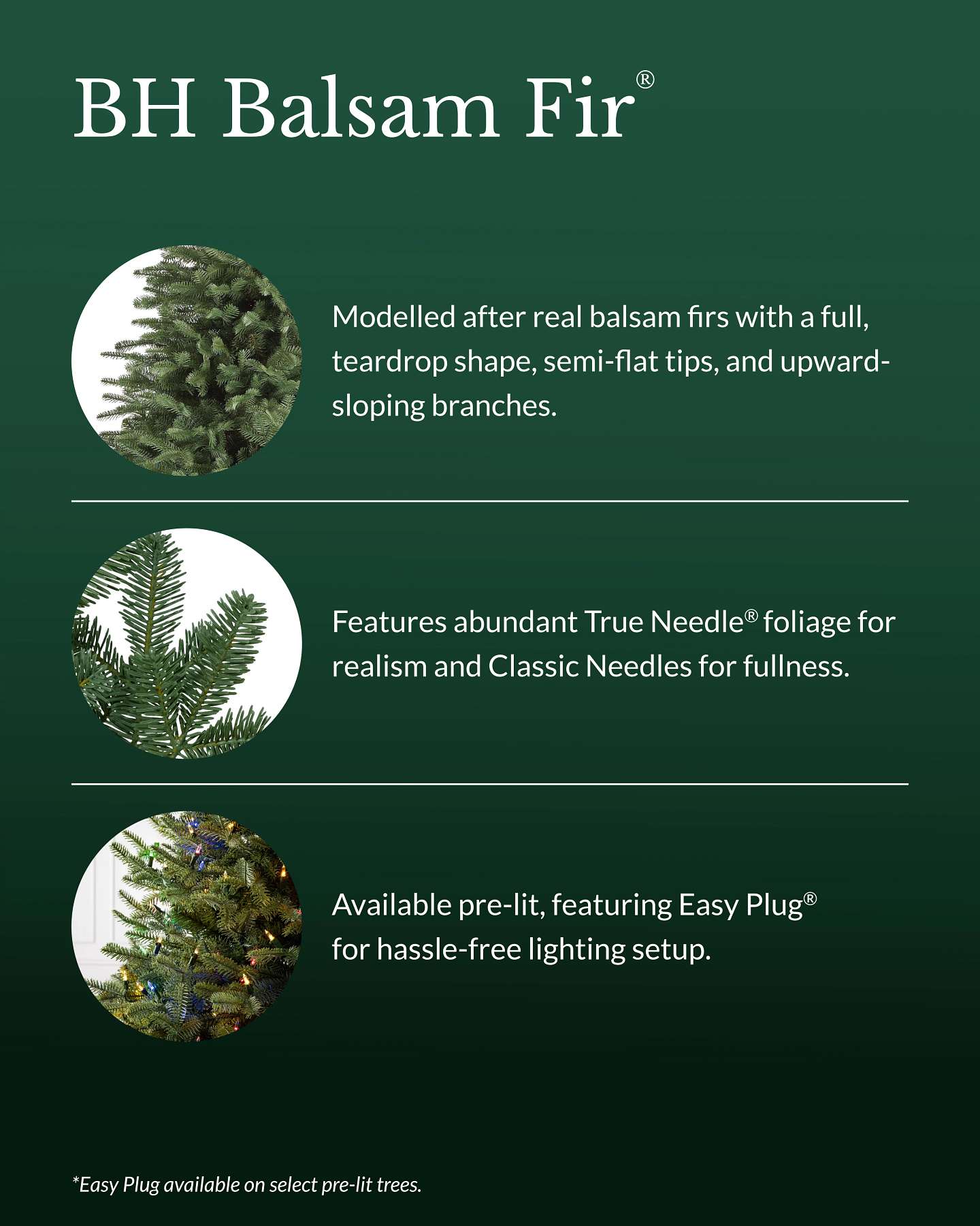 7' BH Balsam Fir