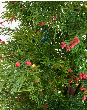 Mini Berries Potted Tree Mini Berries Potted Tree