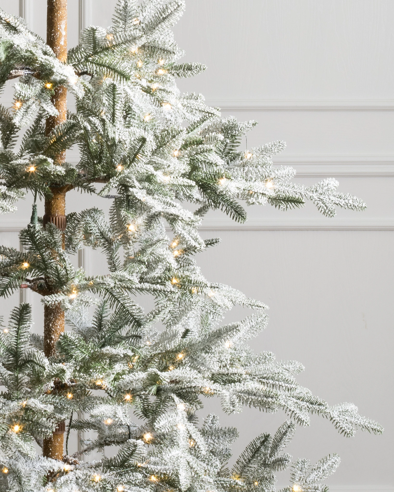 Sapin alpin givré