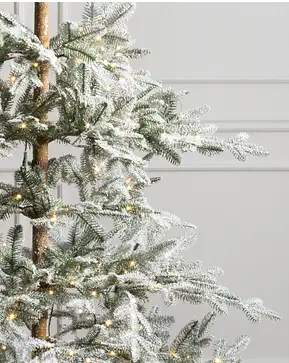 Frosted Alpine Balsam Fir Frosted Alpine Balsam Fir