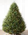 BH Balsam Fir Wide Color+Clear LED SSC by Balsam Hill
