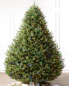 BH Balsam Fir Wide BH Balsam Fir Wide