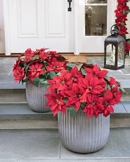 Poinsettia flowers in gray stone planters set on porch steps