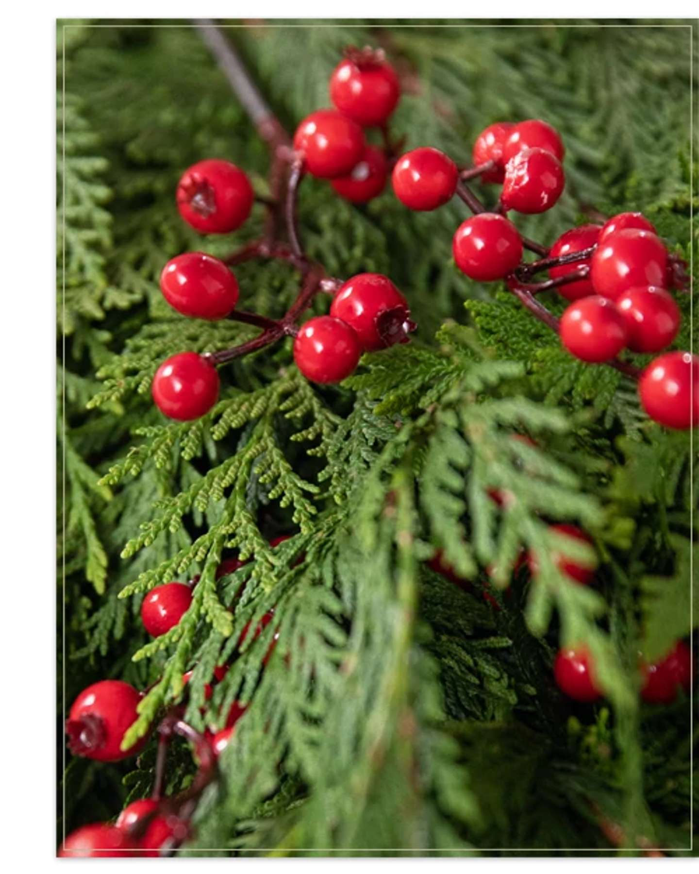 Balsam Hill Fresh Cedar Grove Artificial Christmas Foliage Product Display