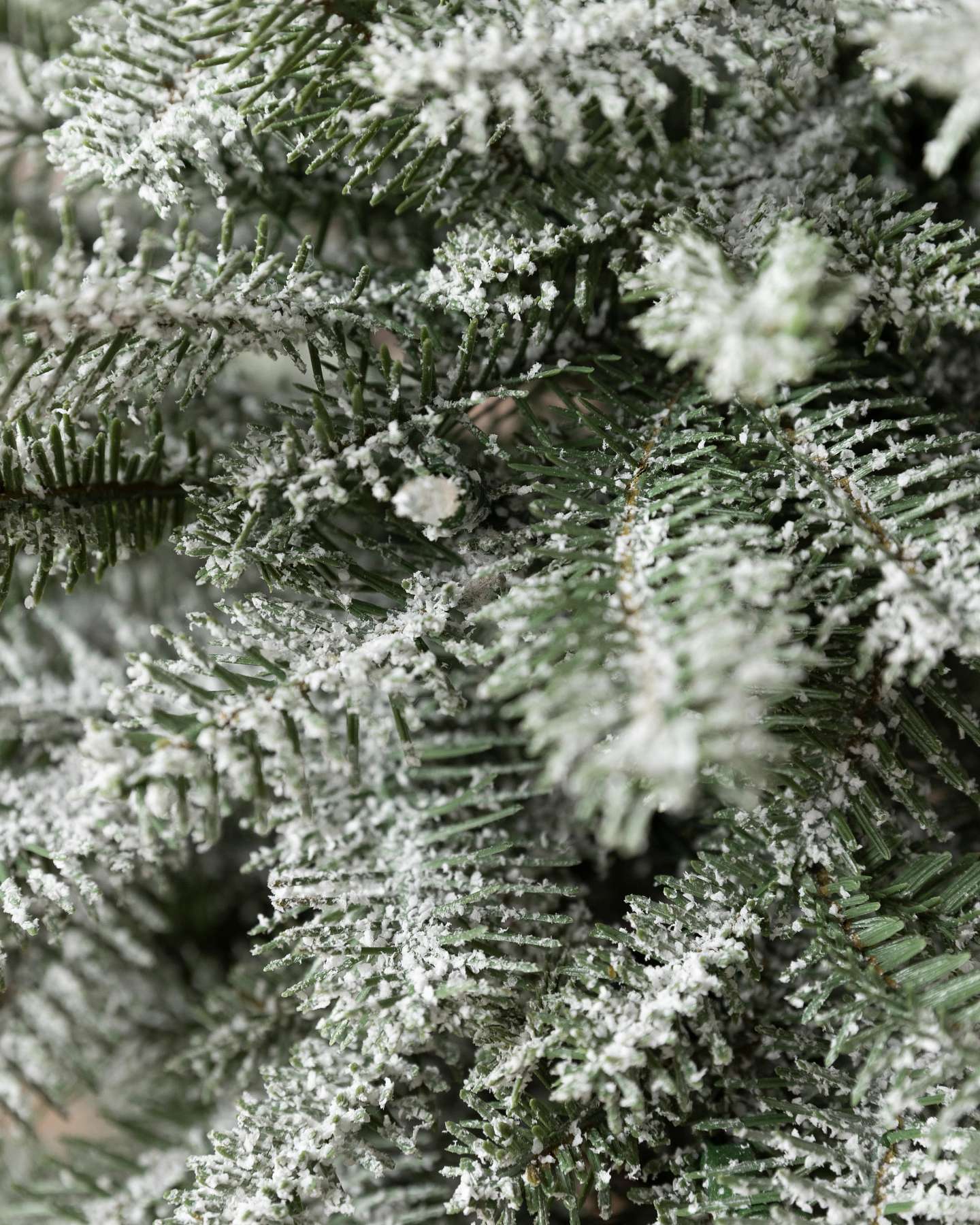Balsam Hill Frosted Balsam Fir Tabletop Artificial Christmas Tree Foliage Closeup