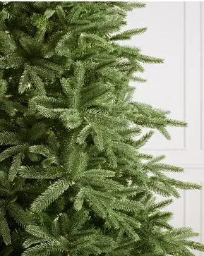 Saratoga Spruce Saratoga Spruce