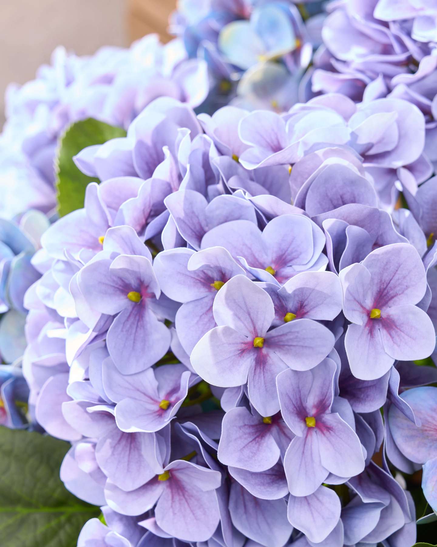 Outdoor Hydrangea Pot Filler Purple by Balsam Hill Closeup 30